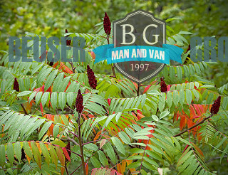 Brunswick Park N11 Man with Van